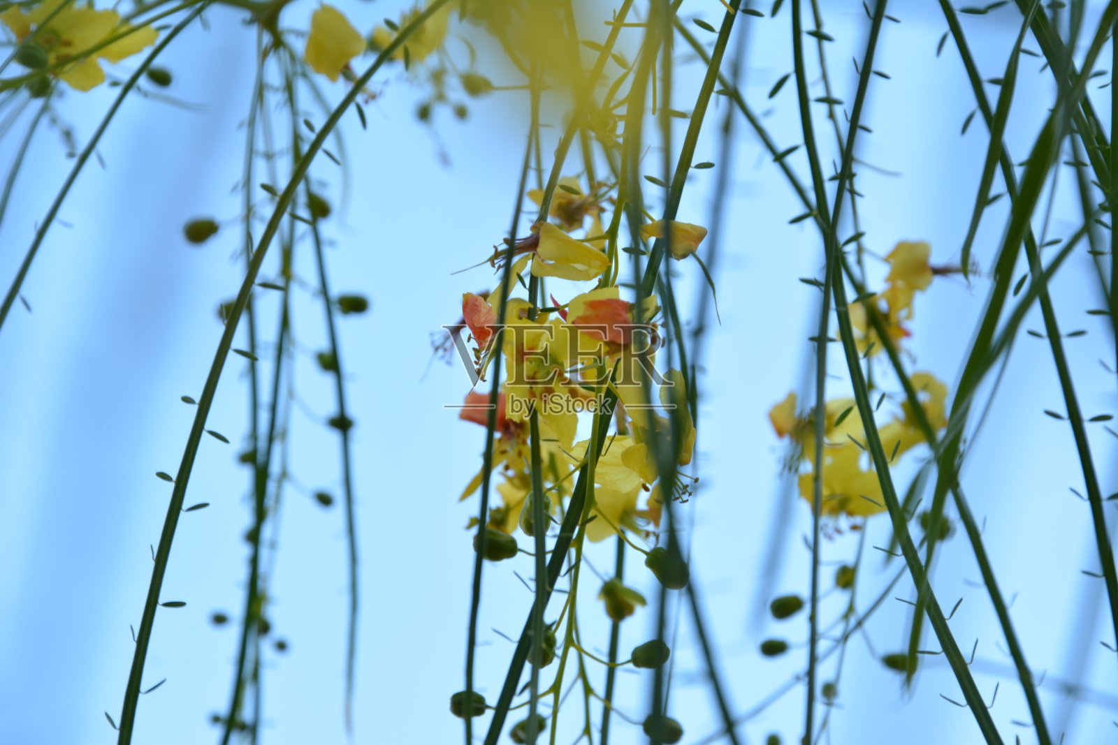 颜色照片摄影图片