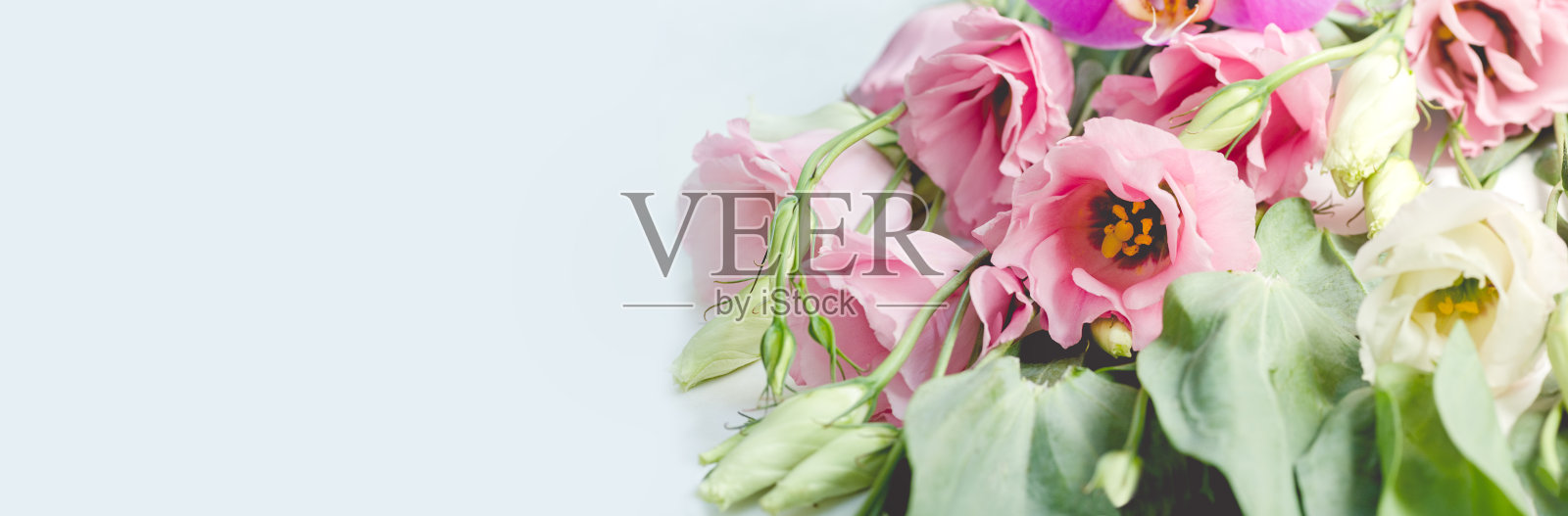 美丽的口水仙花、洋桔梗、郁金香龙胆、口水仙。关闭了。隔离照片摄影图片