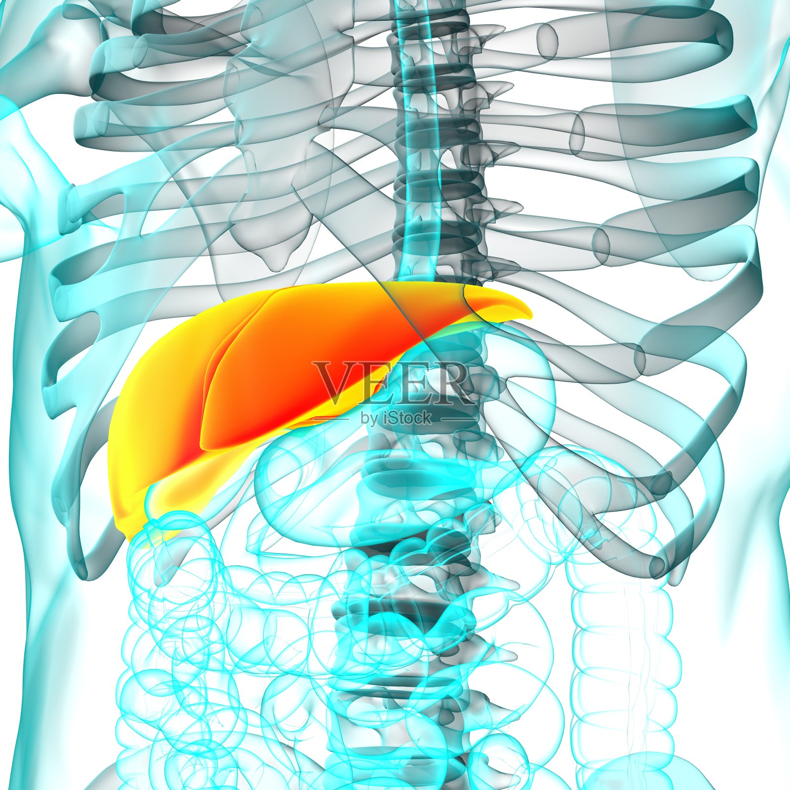 肝脏3D插图人体消化系统解剖照片摄影图片