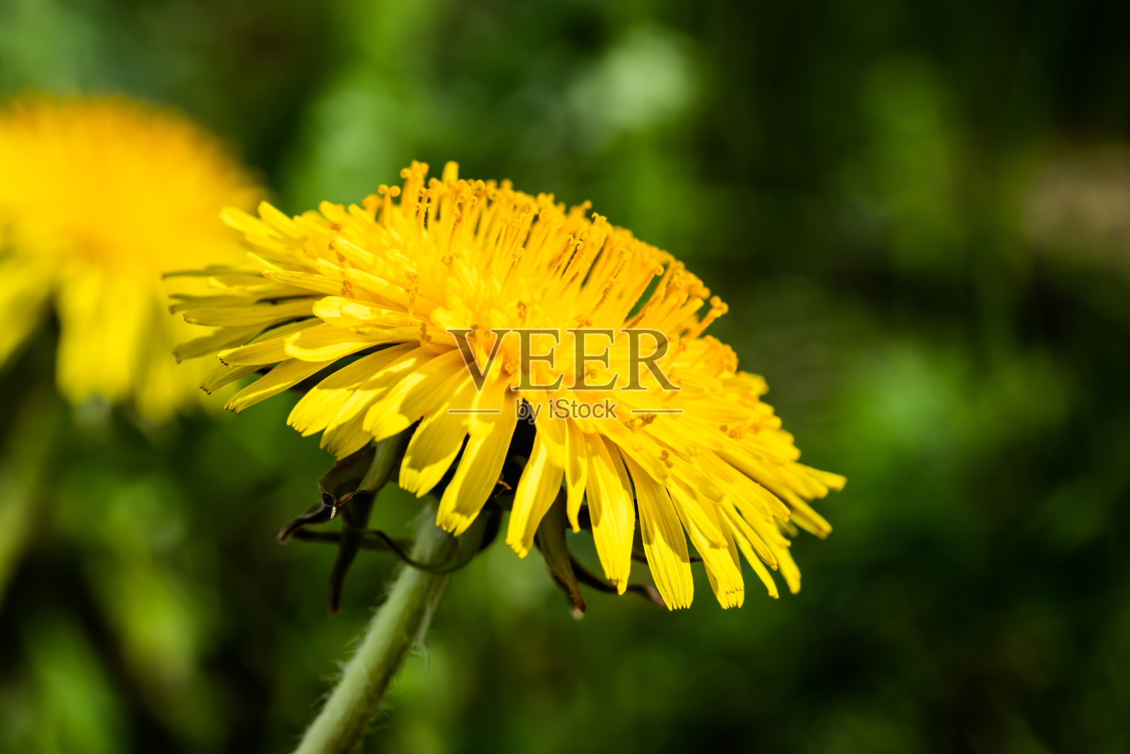一张黄色蒲公英盛开的微距照片。照片摄影图片