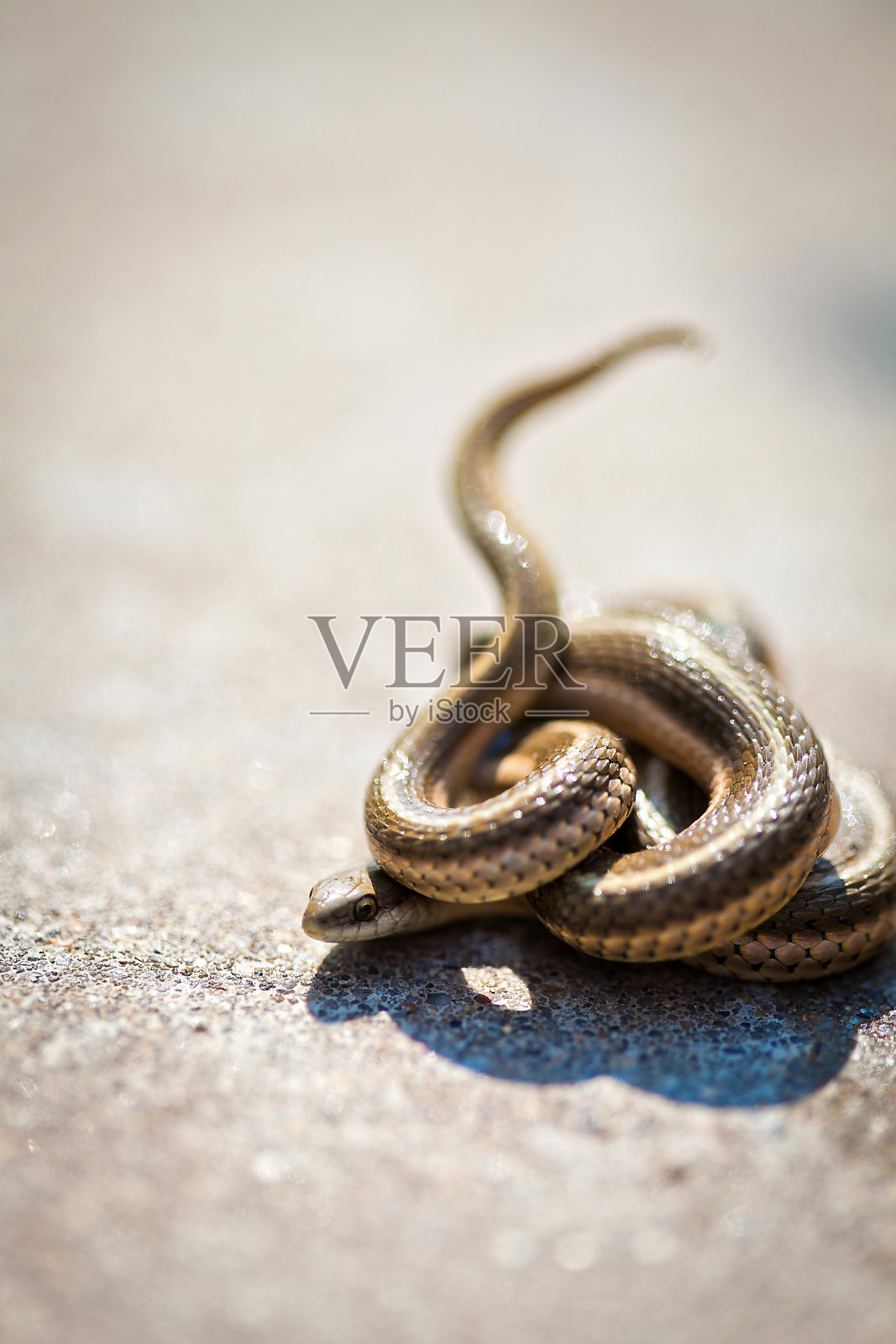 花园里的蛇在晒太阳照片摄影图片