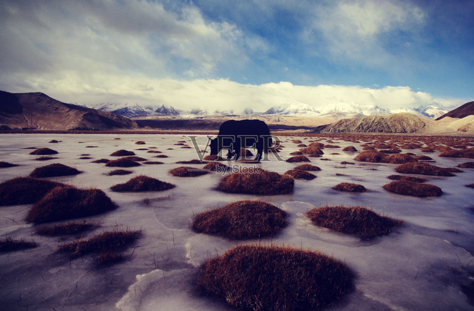 牛在野外饮水照片摄影图片