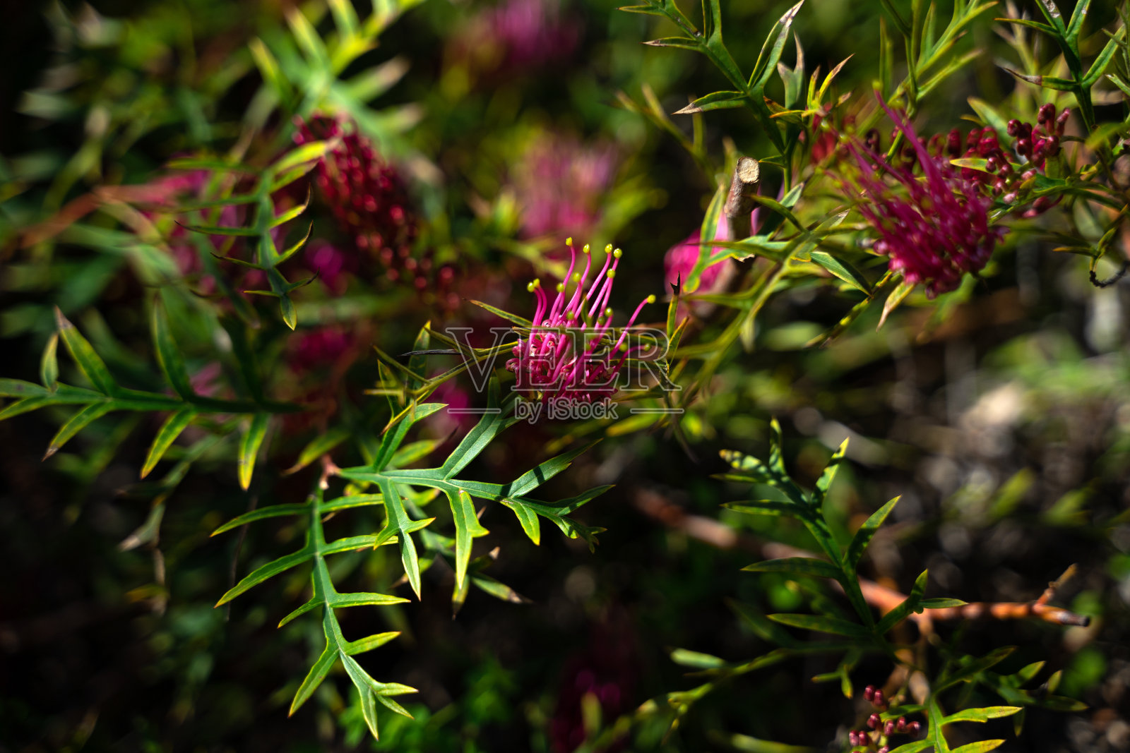 “青铜漫步者”澳大利亚本土植物照片摄影图片