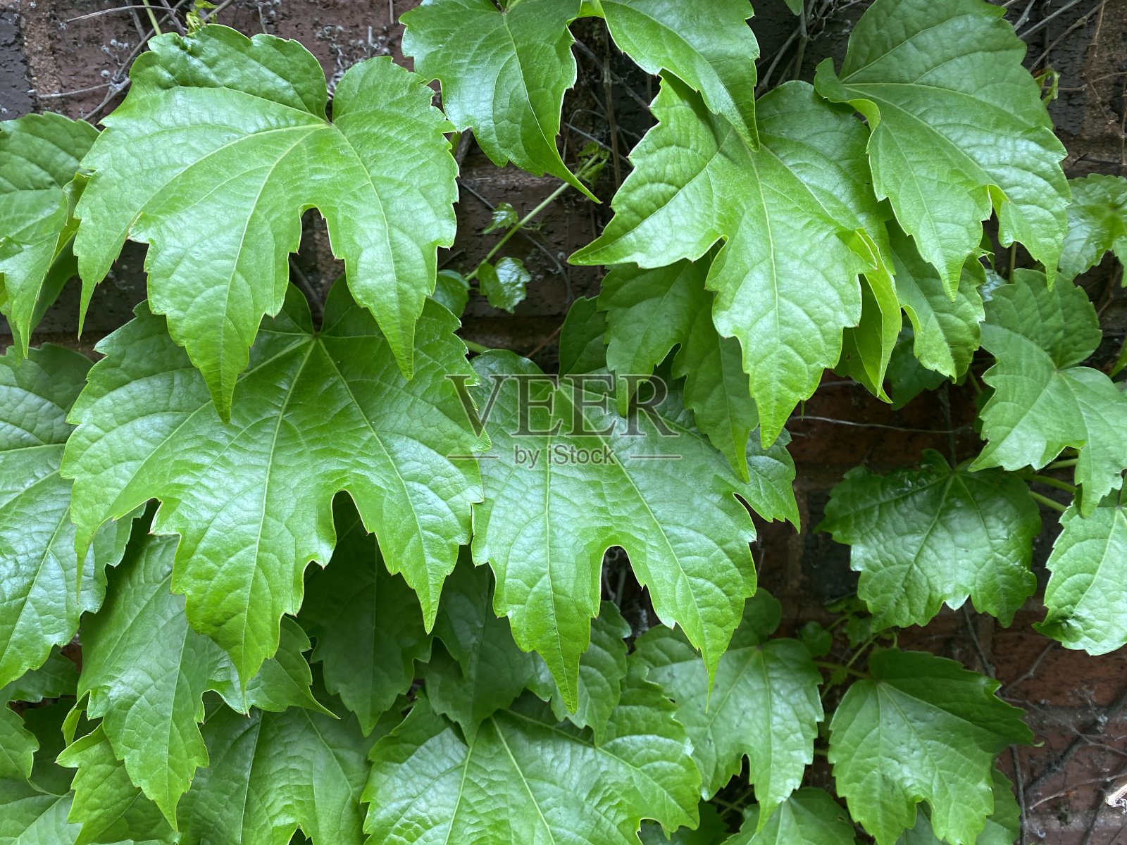 充满活力的绿叶墙纸照片摄影图片