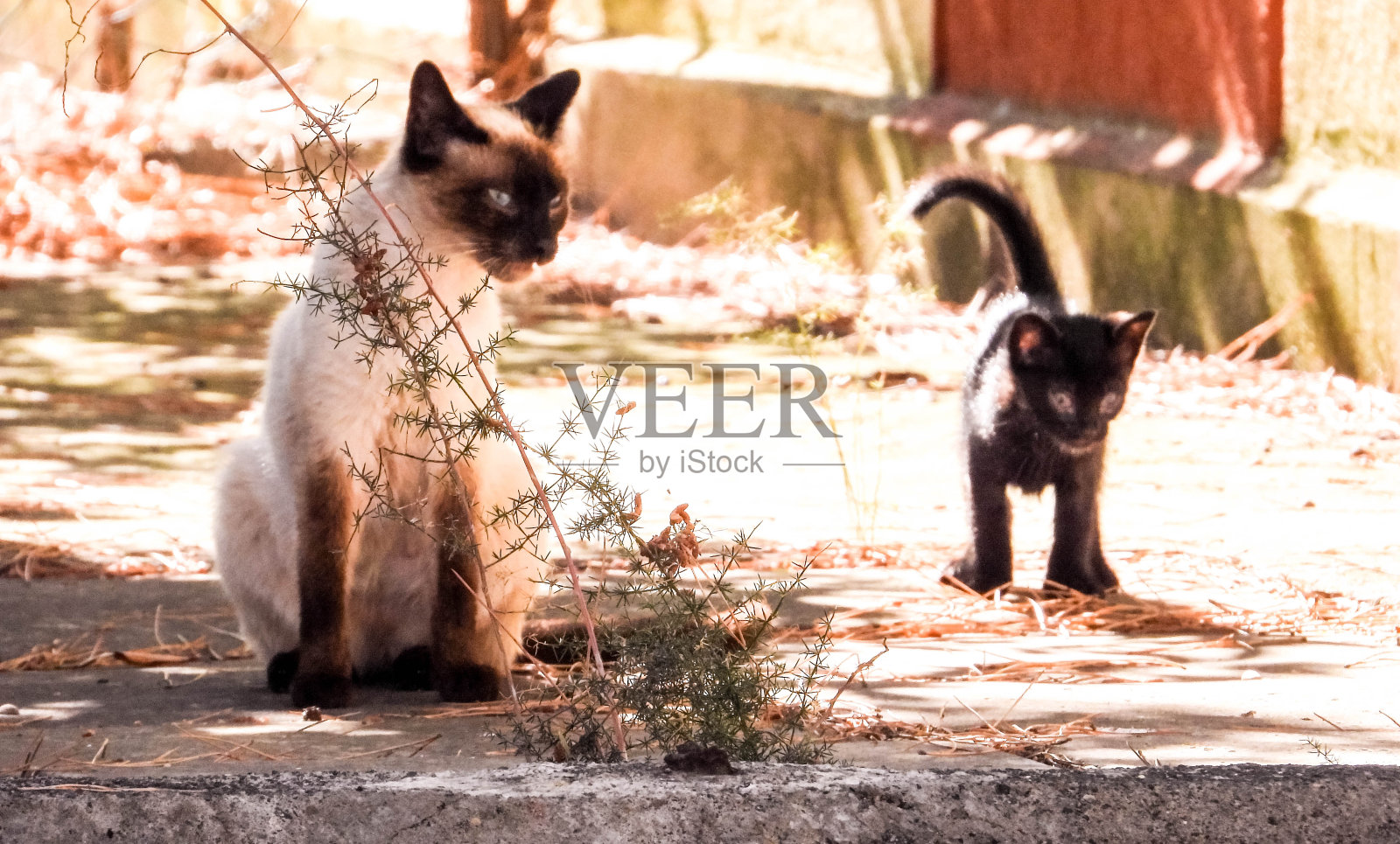 流浪猫历险记照片摄影图片