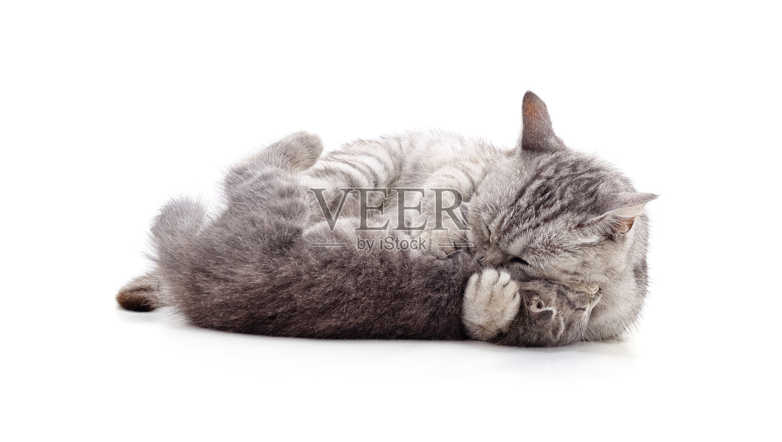 猫妈妈带着小猫。照片摄影图片