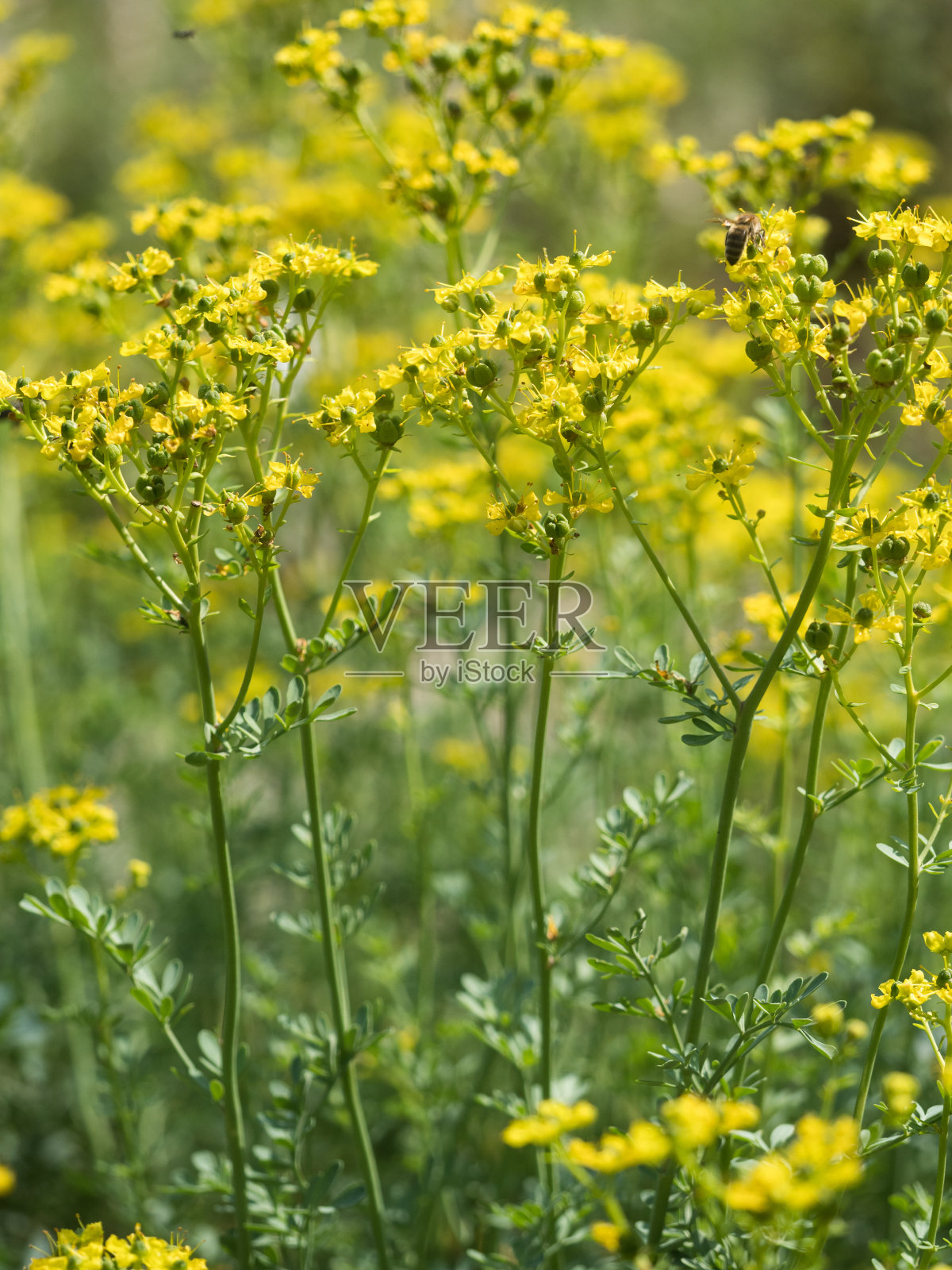 在花园里拍摄的葡萄种植女的黄色开花植物。照片摄影图片