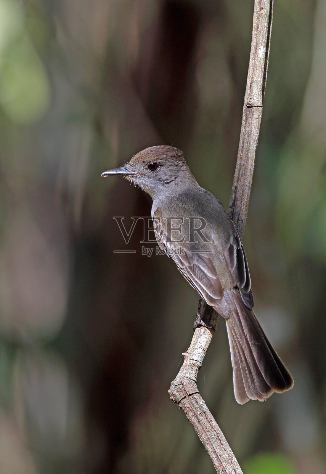 拉萨格拉的捕蝇器照片摄影图片