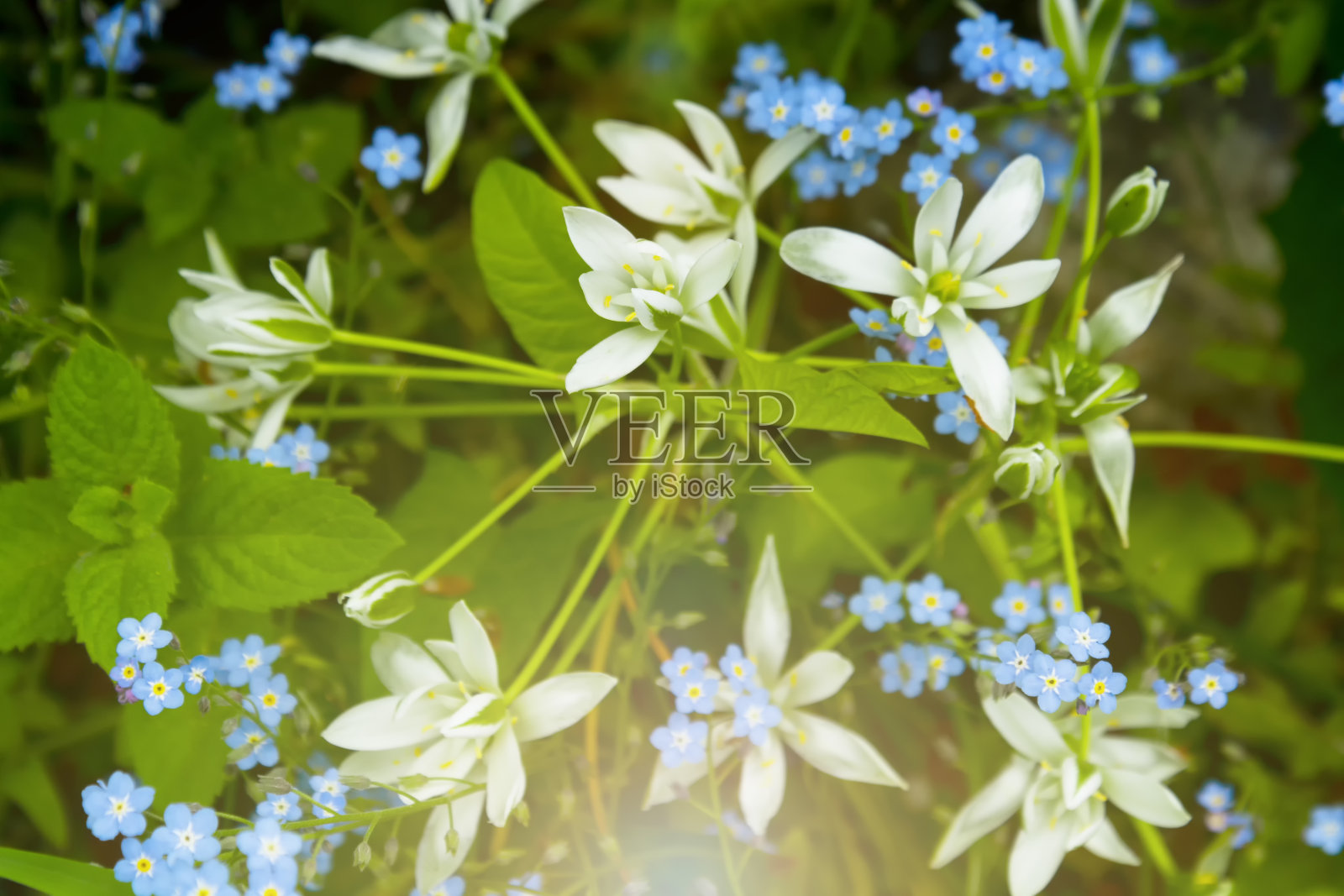 风信子科鸟类属植物。鸟类属植物科为百合科。照片摄影图片