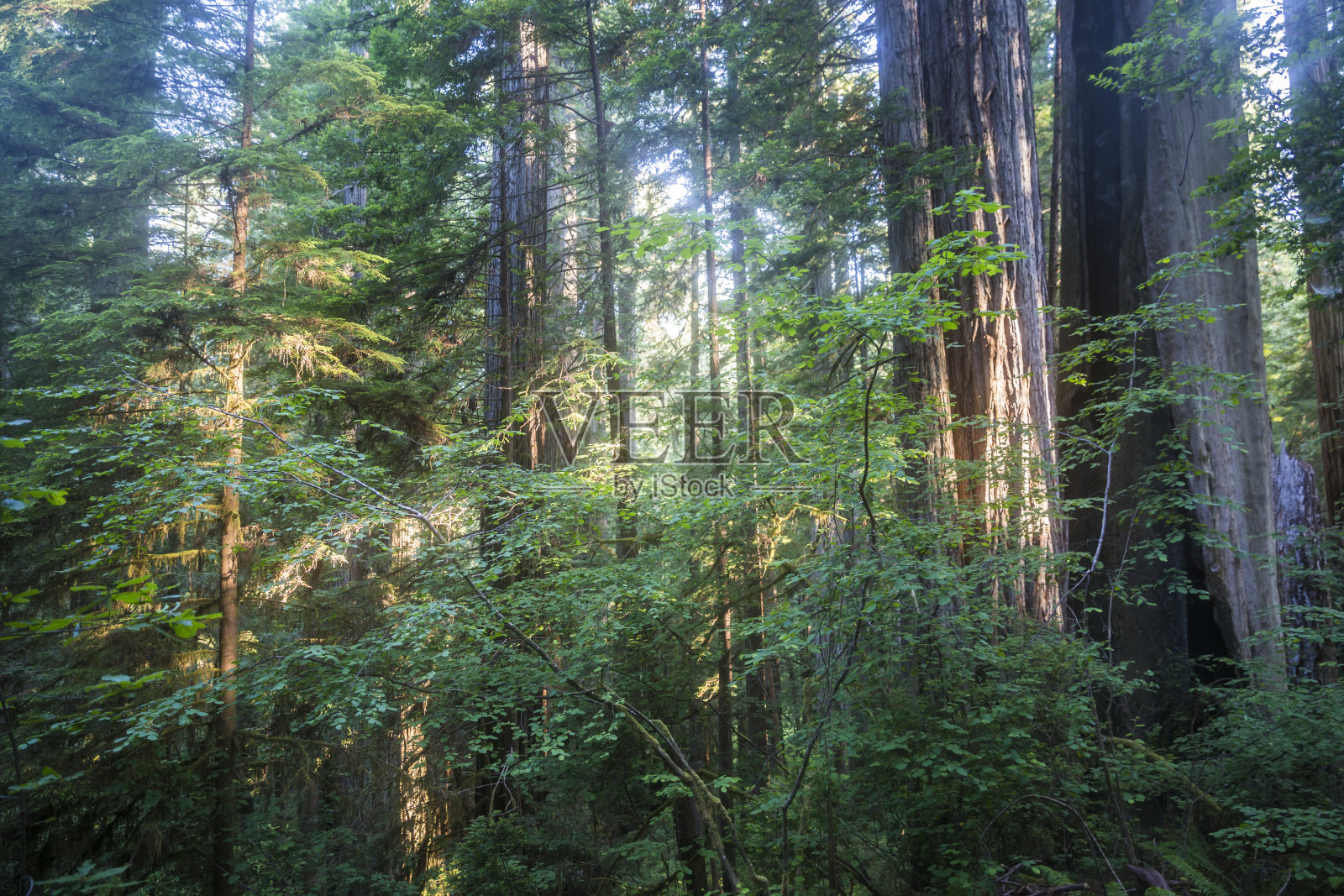 红木国家公园的红木树照片摄影图片