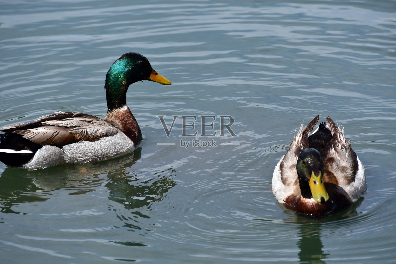 一只可爱的鸭子在湖里游泳照片摄影图片