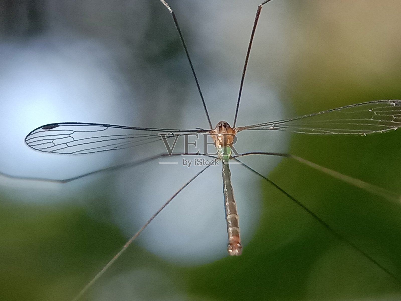 昆虫的特写与美丽的背景照片摄影图片