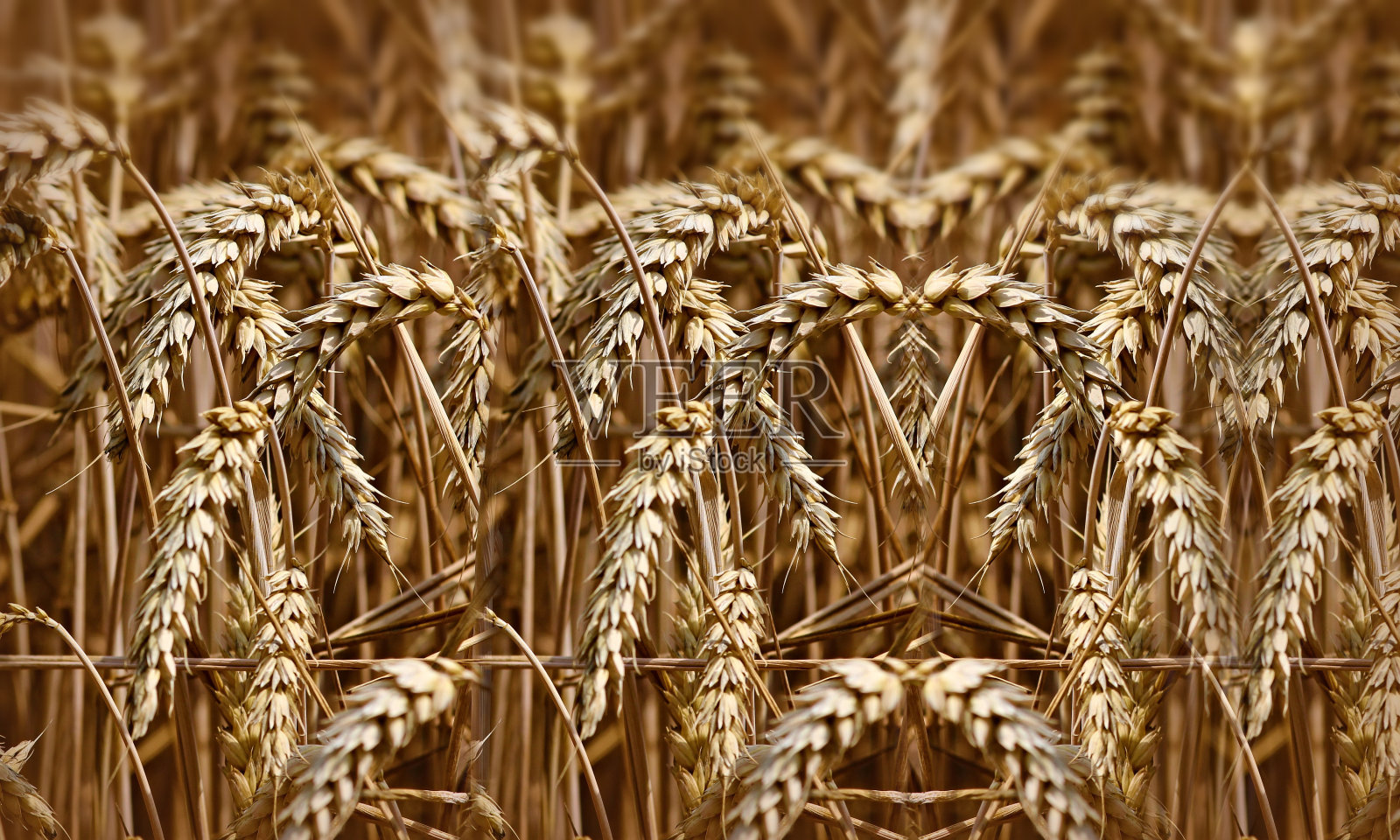 农田里生长着准备收获的黄色谷物照片摄影图片