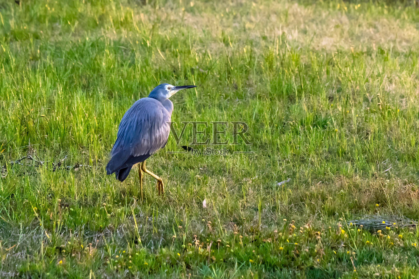 白面苍鹭在草丛中寻找早餐照片摄影图片