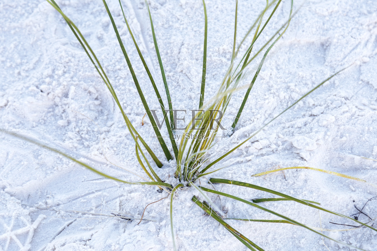 Yucca在白沙国家纪念碑照片摄影图片