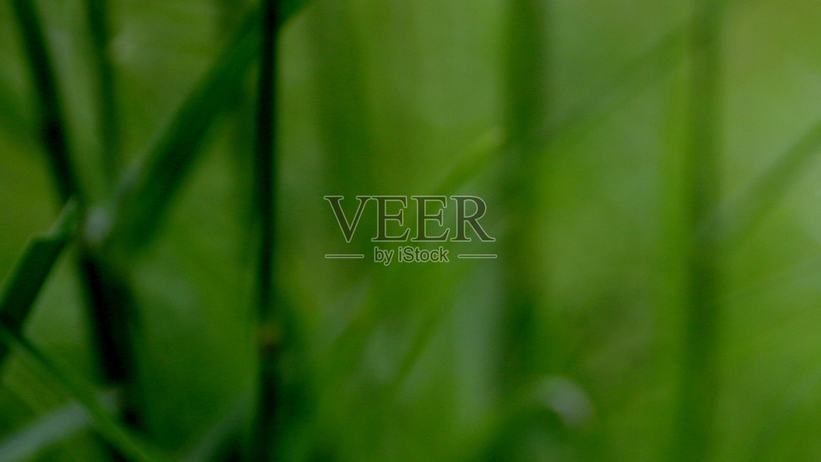 墙纸-绿色的野草照片摄影图片