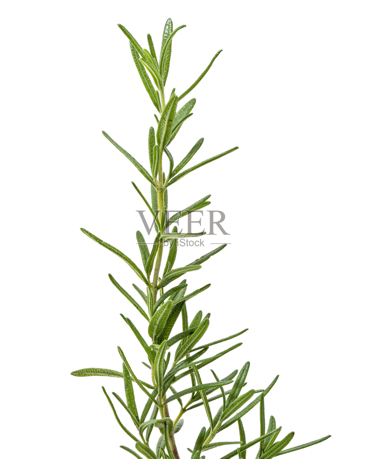 鲜迷迭香灌木,迷迭香鼠尾草叶孤立在白色背景与修剪路径照片摄影图片