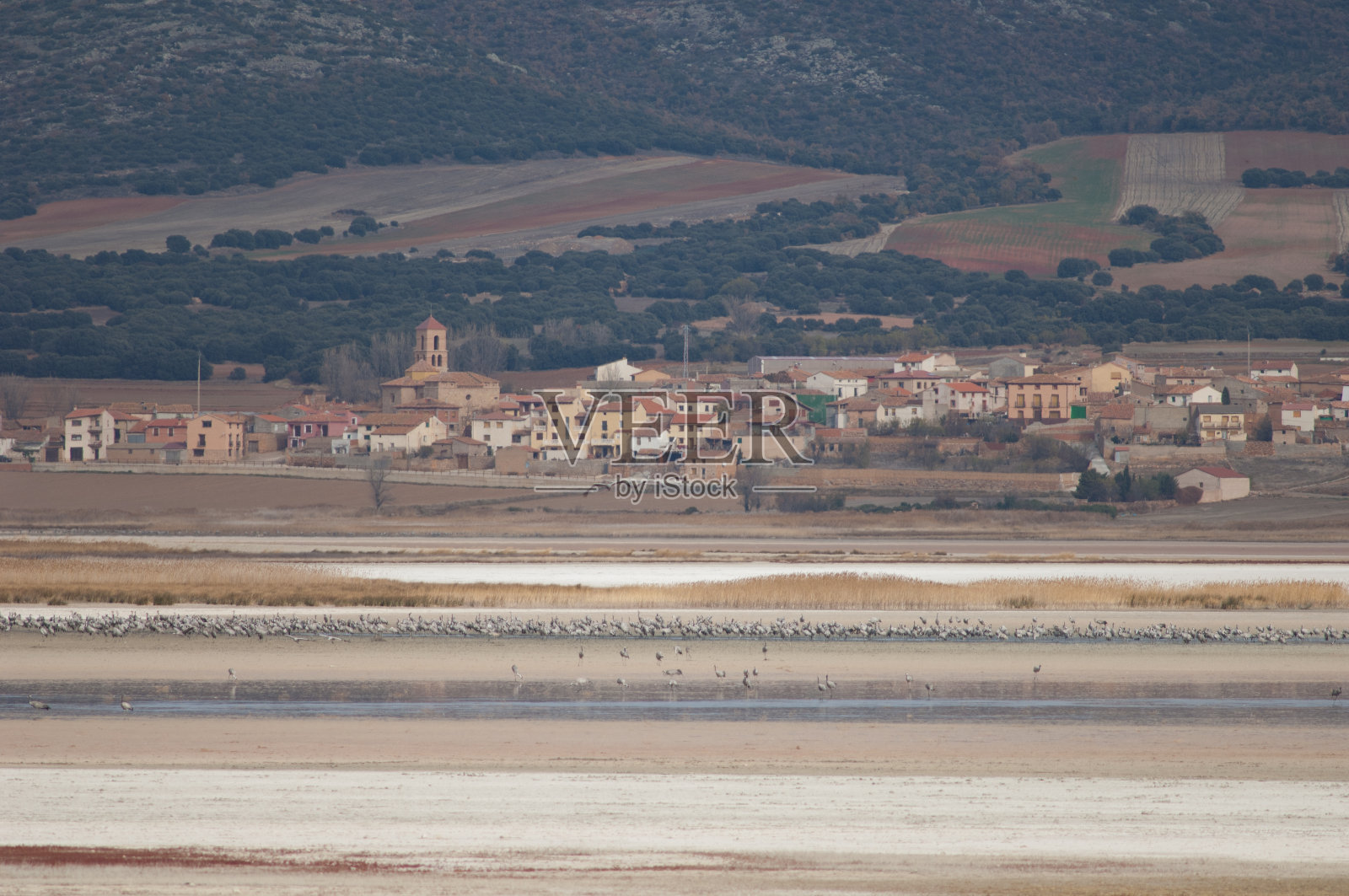 普通吊车Grus Grus和加洛卡塔村。照片摄影图片