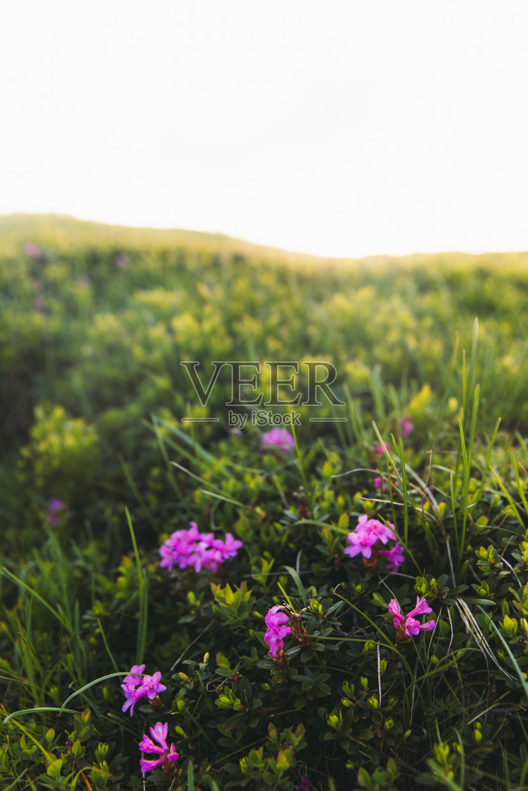 近距离观看草地与粉红色的野花在山区在日落照片摄影图片