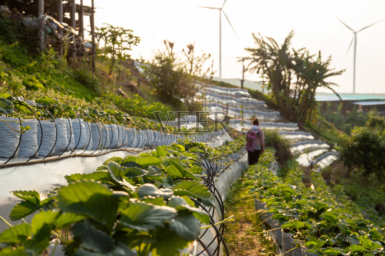 背着婴儿的山丘部落还有风车能源和新鲜的有机草莓田。照片摄影图片