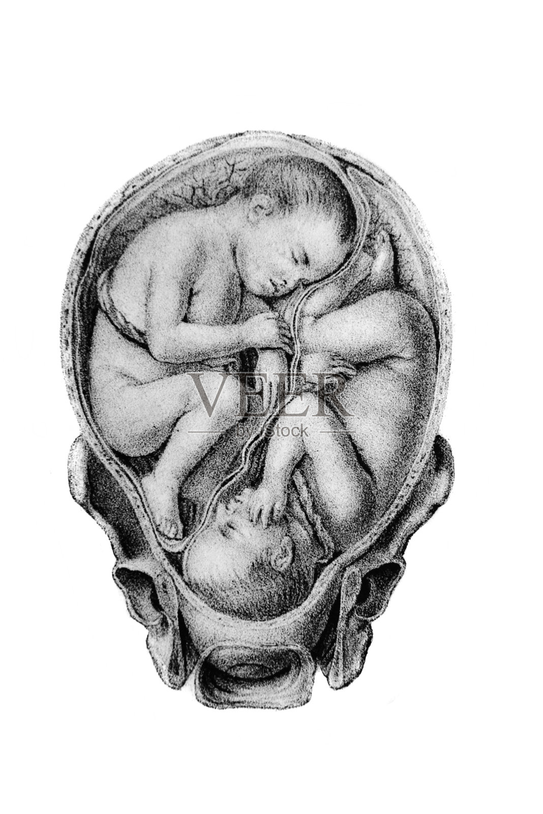 《阿特拉斯·阿比顿根》,作者是d·w·布希,1841年,柏林插画图片素材