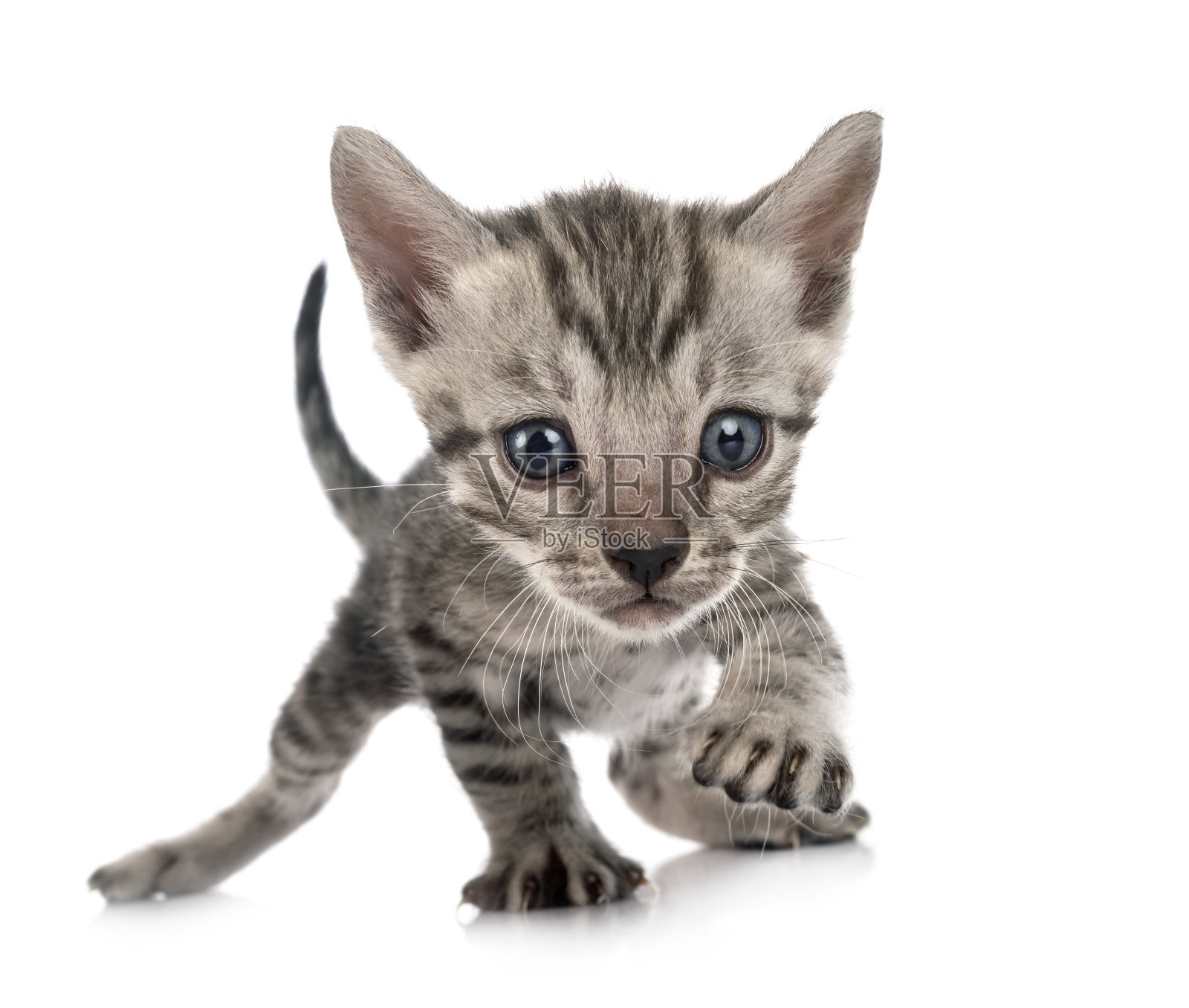 孟加拉猫照片摄影图片