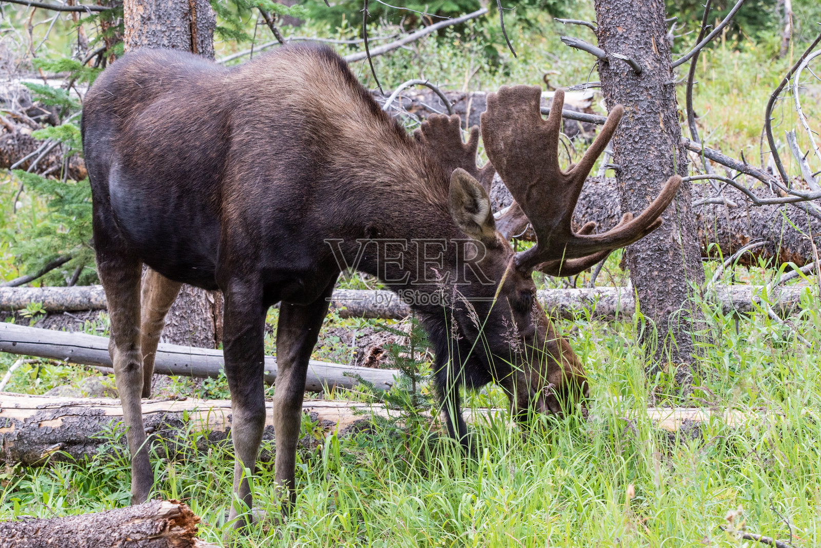 在森林中觅食的公驼鹿照片摄影图片