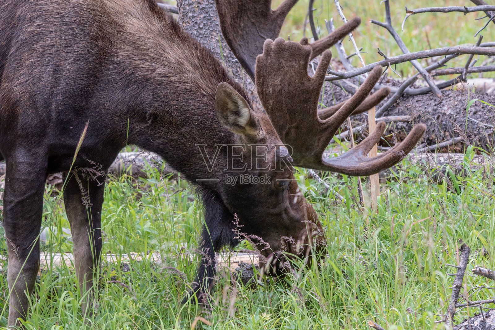 在森林中觅食的公驼鹿照片摄影图片