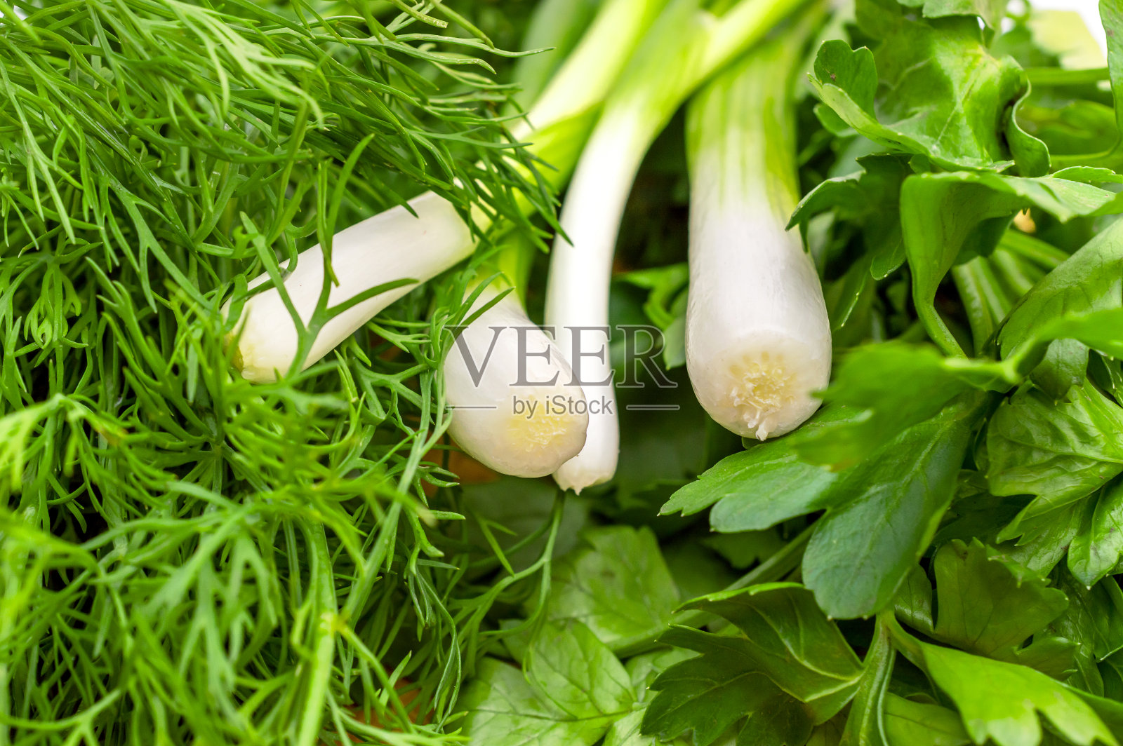 青葱,莳萝和欧芹。绿色植物。沙拉用的香草。照片摄影图片