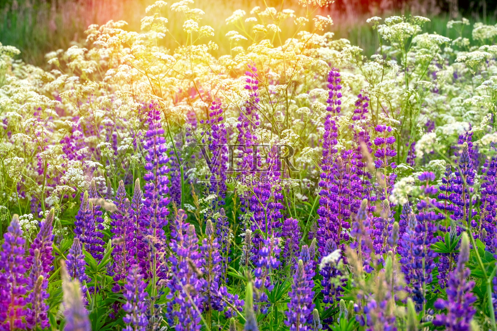 夏日日落时分,绿色草地上盛开着五颜六色的紫色羽扇豆花。夏天自然背景。照片摄影图片