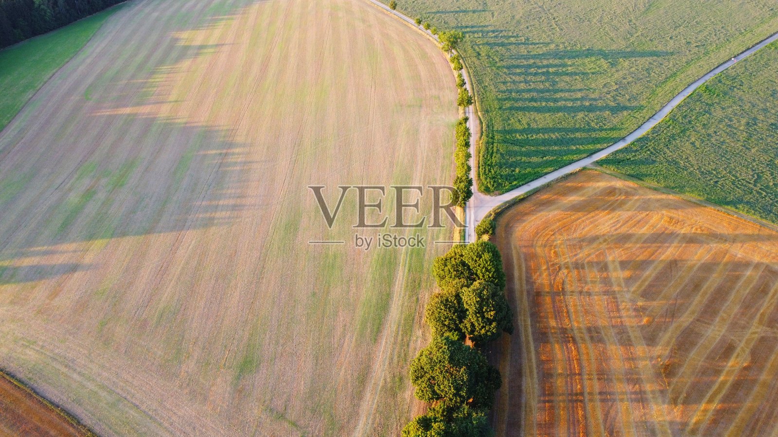 一些草的特写照片摄影图片