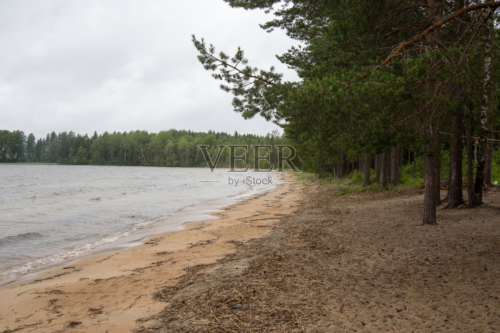 卡累利阿森林附近的沙滩照片摄影图片
