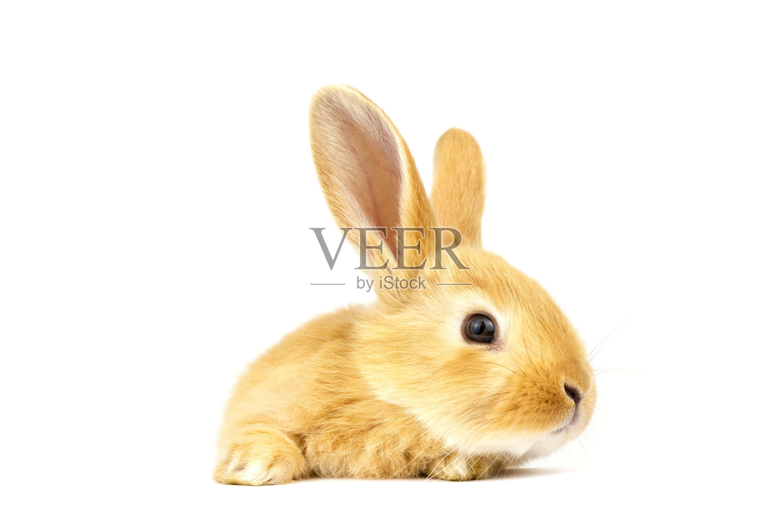 兔头孤立在白色背景。照片摄影图片