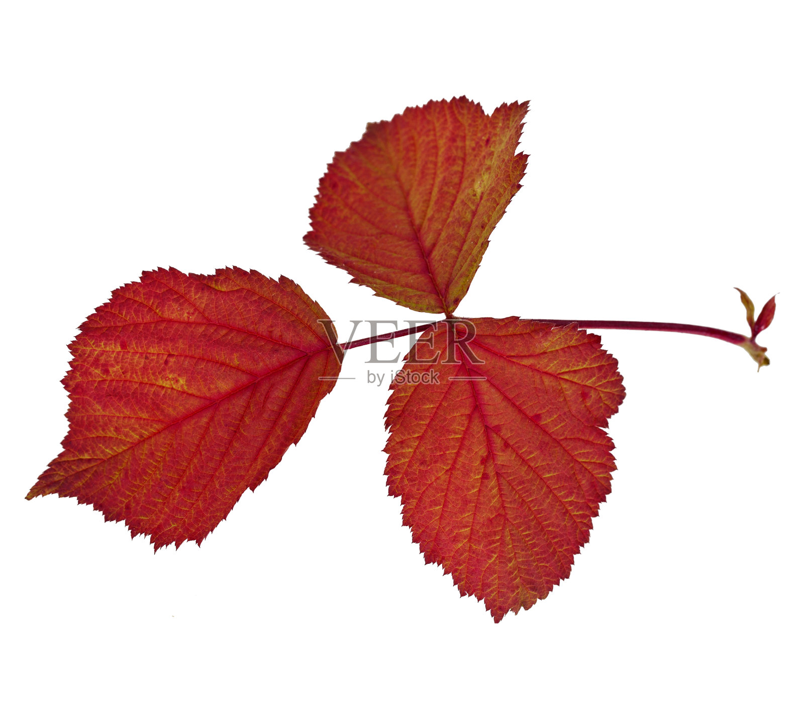 黑莓的红叶照片摄影图片