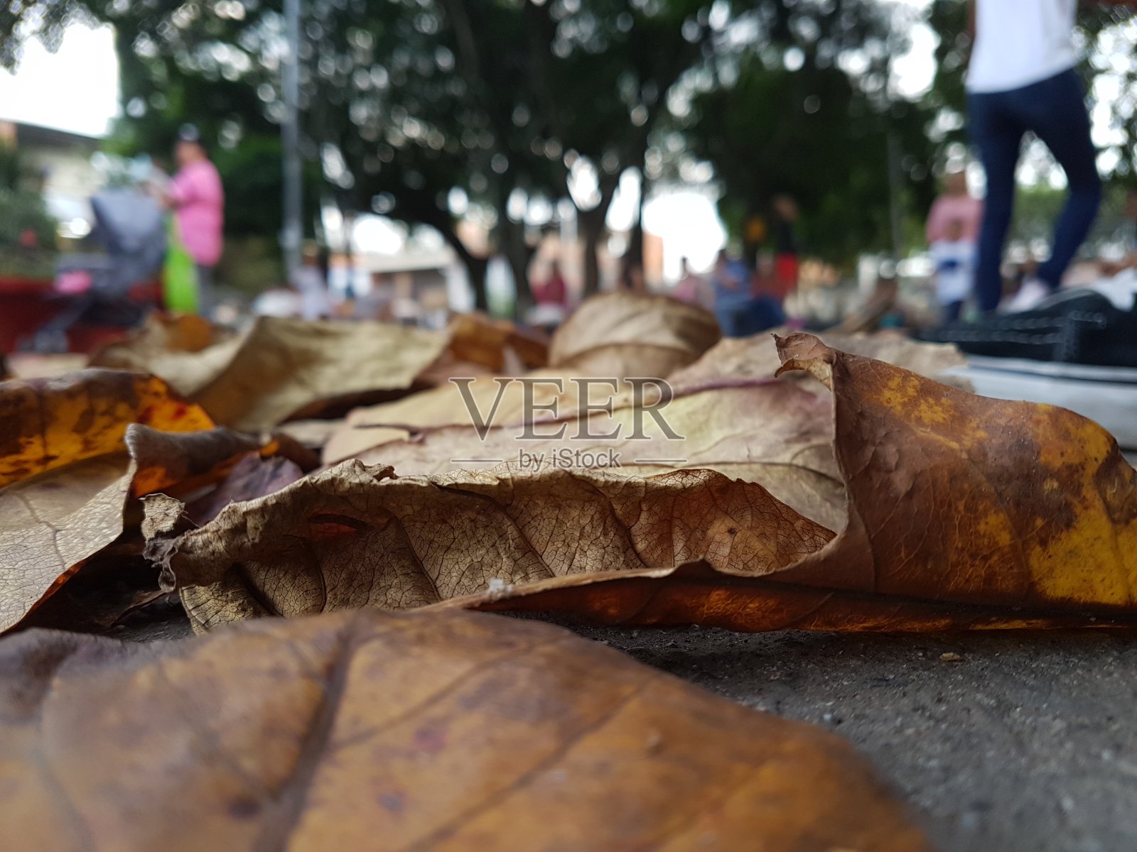 叶子照片摄影图片