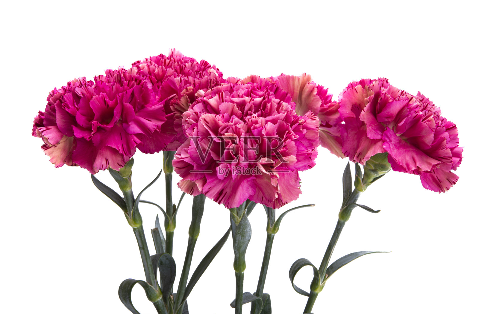 美丽的康乃馨孤立照片摄影图片