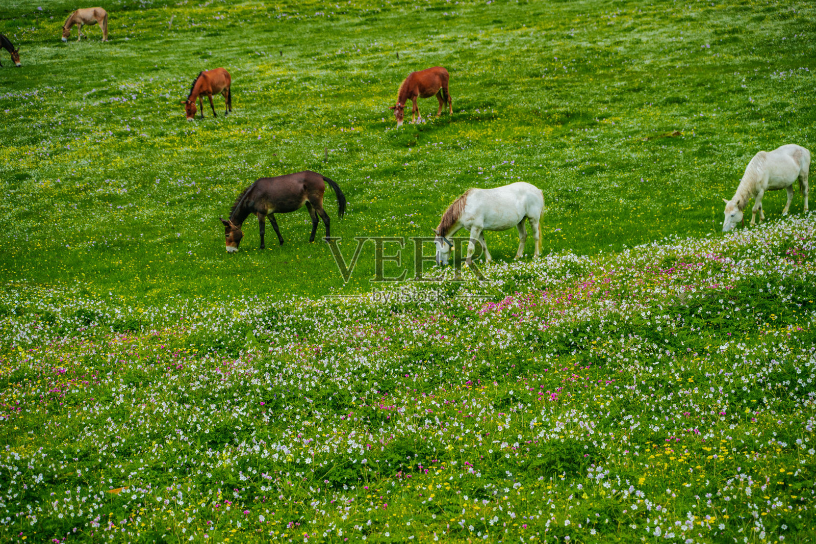 马在草地照片摄影图片