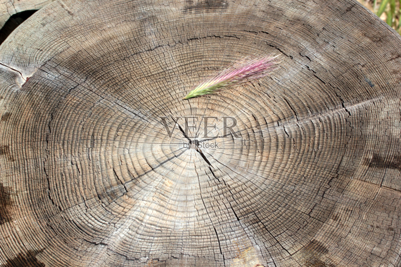 树的年轮抽象背景纹理照片摄影图片