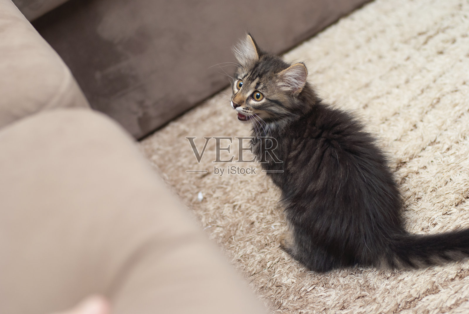 这只可爱漂亮的棕灰色毛茸茸的小猫咪在玩纸做的白色宠物脚趾照片摄影图片