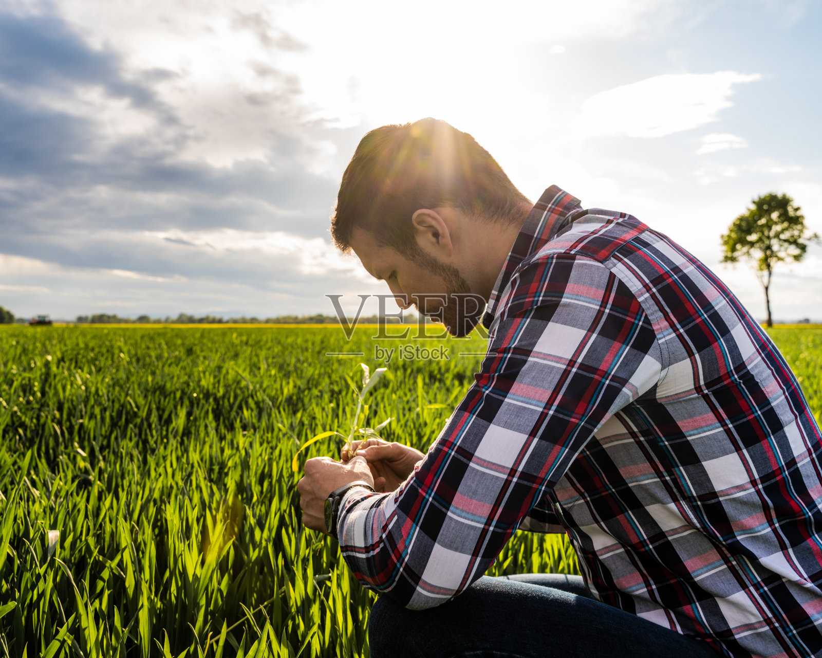 农民研究作物。近距离观察穿着格子衬衫的农民蹲在农田里检查庄稼照片摄影图片