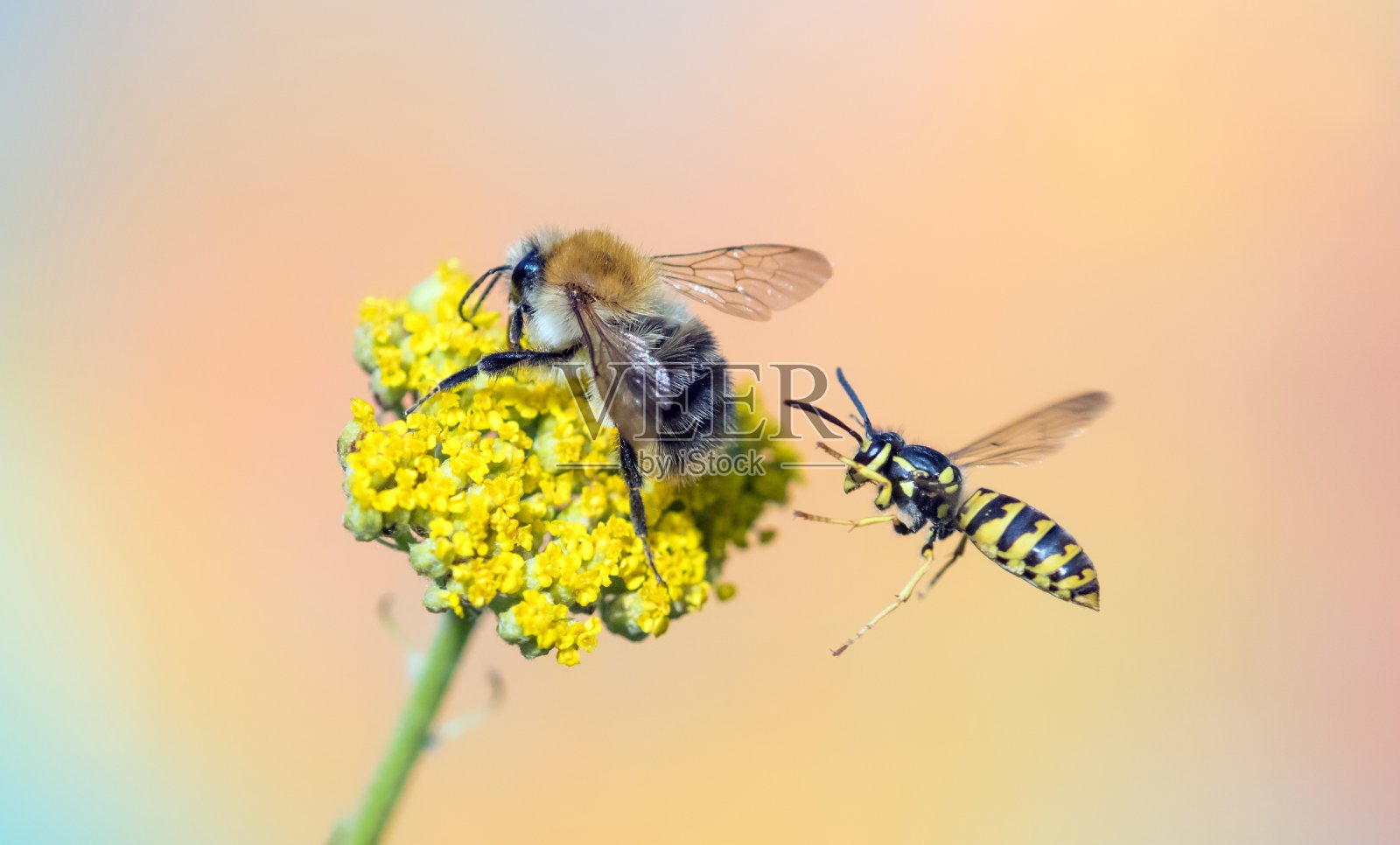 大黄蜂和黄蜂照片摄影图片