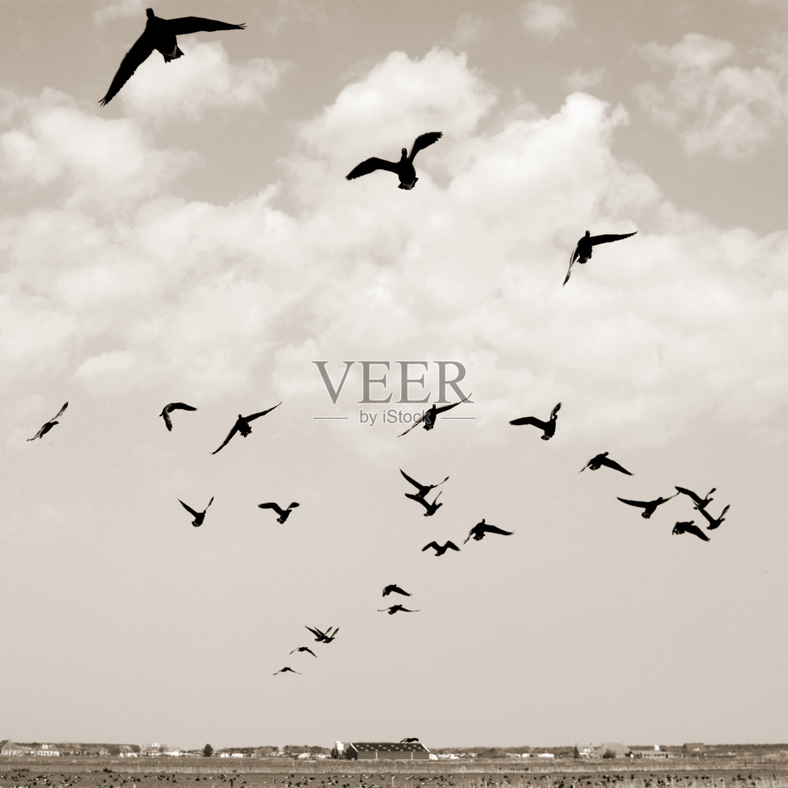 群的海鸥照片摄影图片