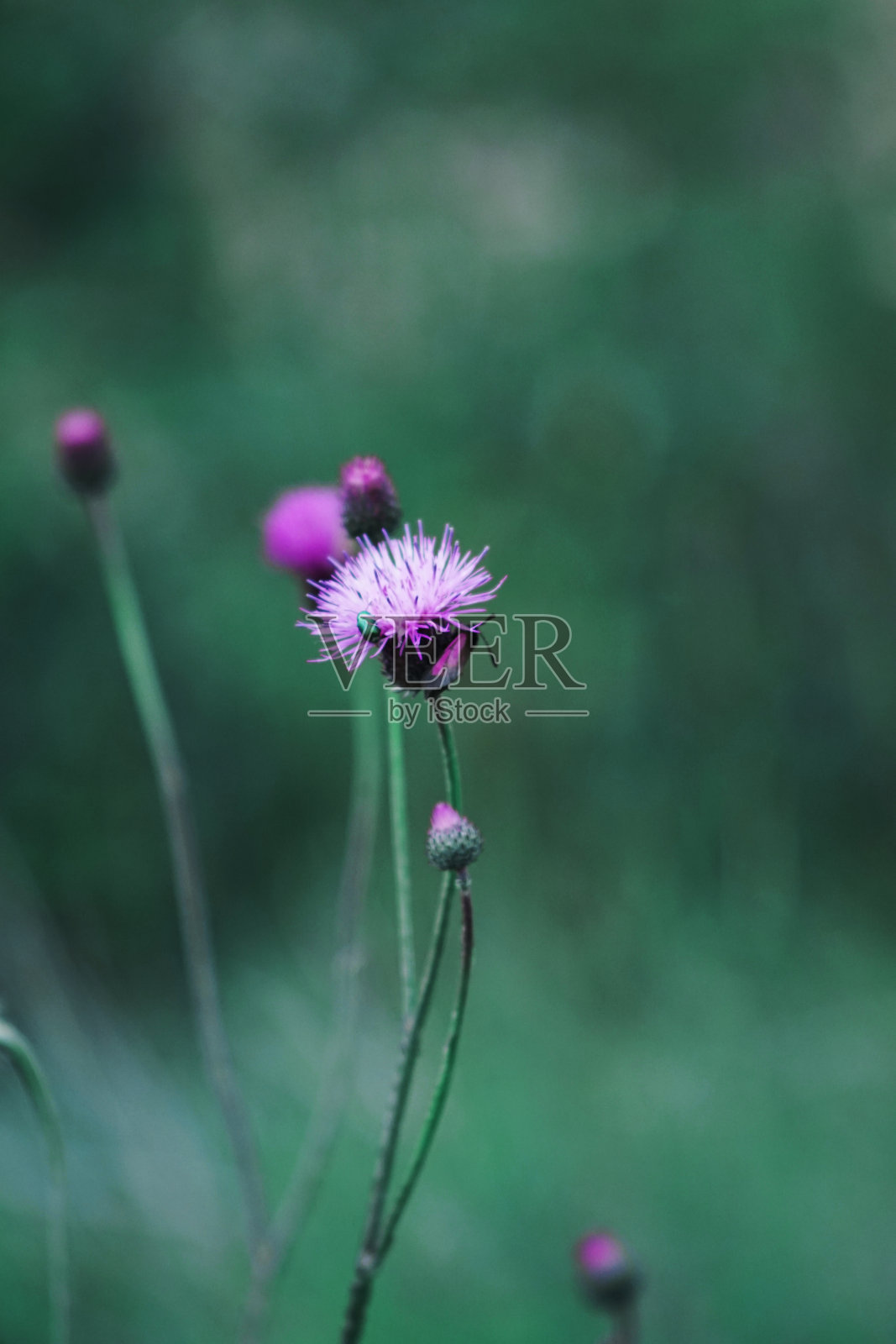 紫色的花照片摄影图片