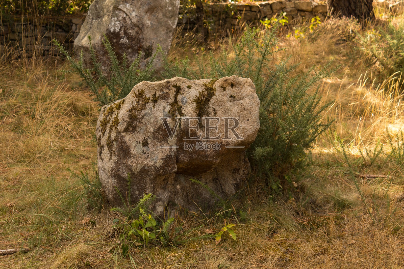 新石器时代法国卡纳克布列塔尼南部海湾莫比汉遗址森林中menhirs的排列照片摄影图片