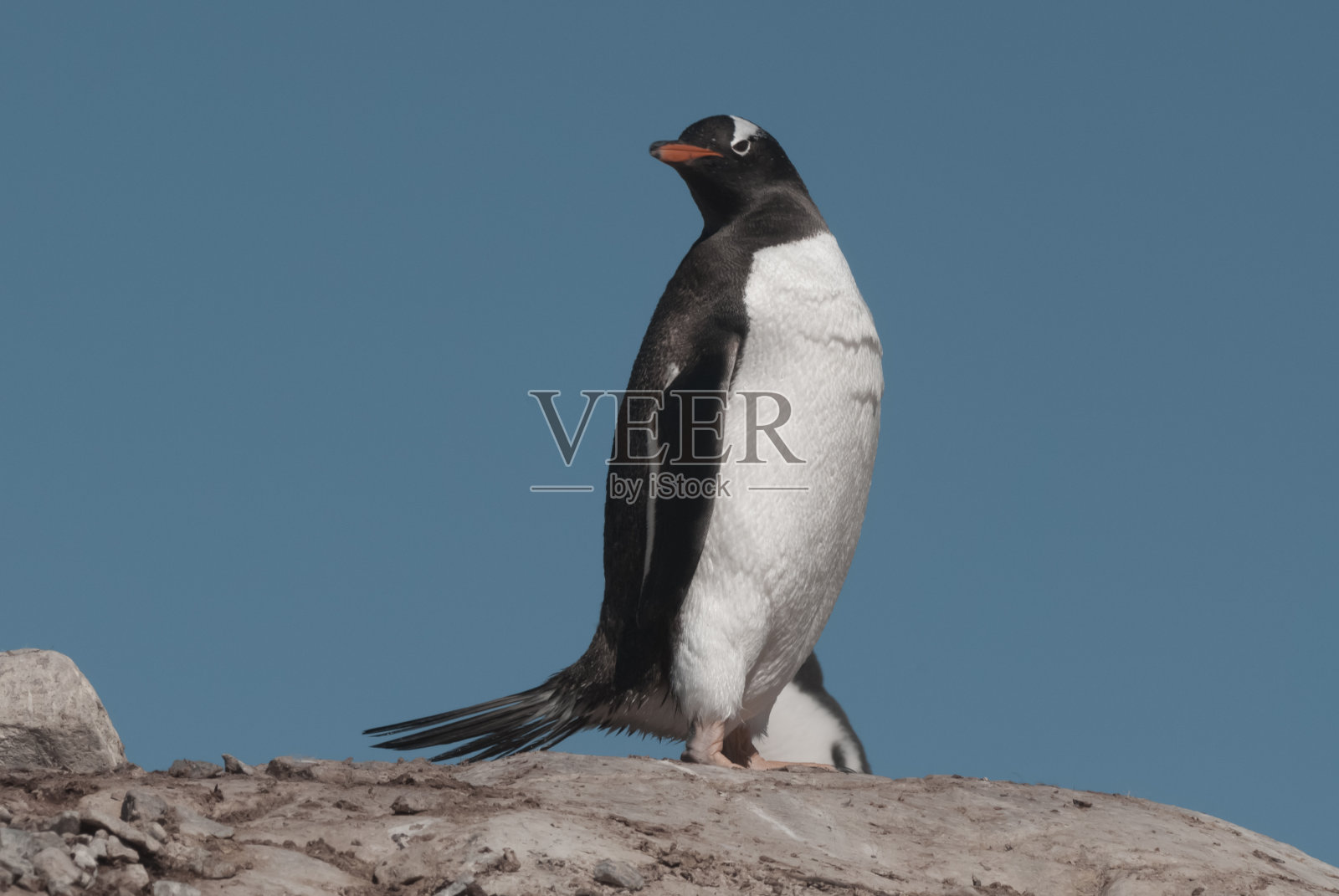 企鹅的殖民地,hanah点照片摄影图片