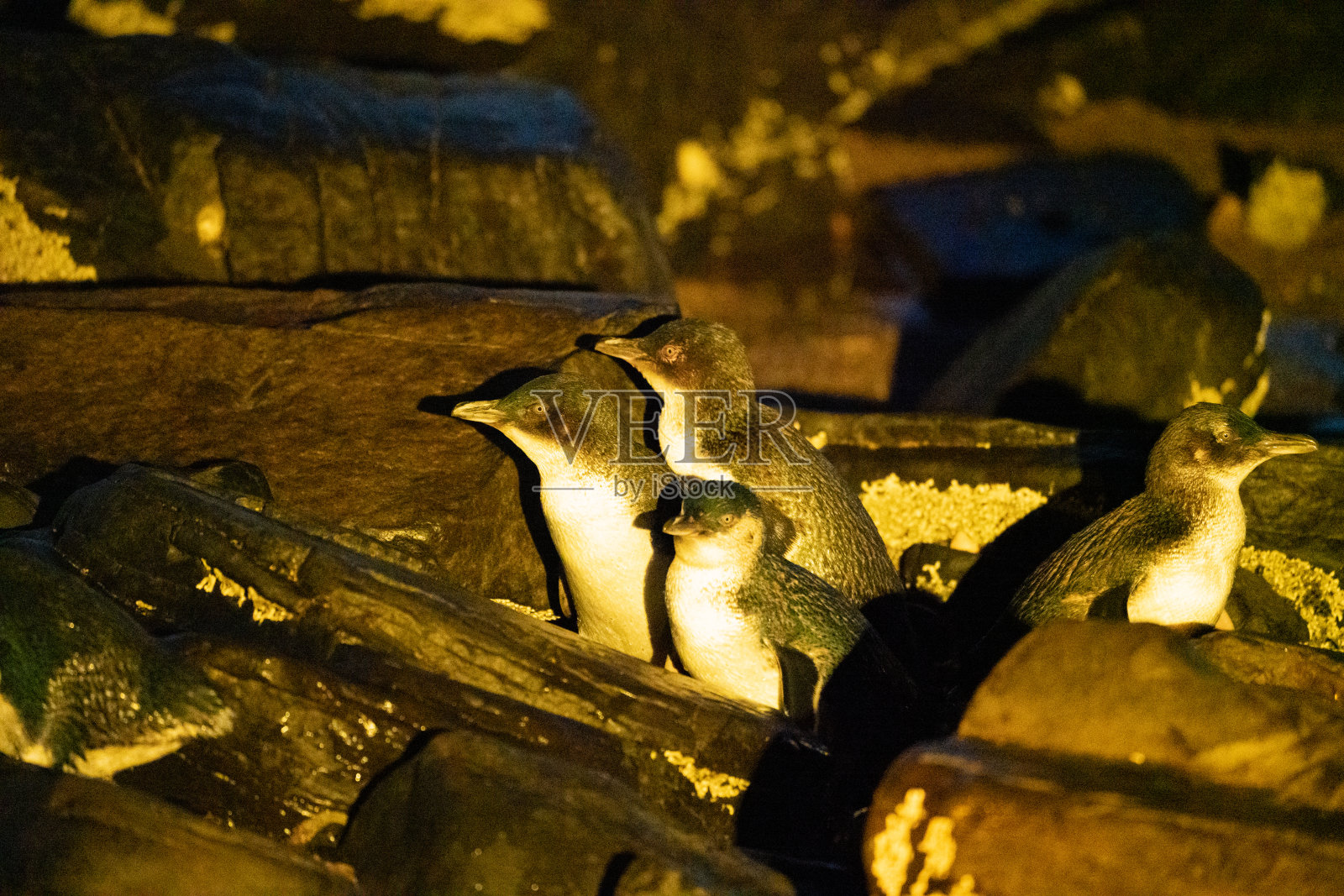 一只仙企鹅出现在海滩上照片摄影图片