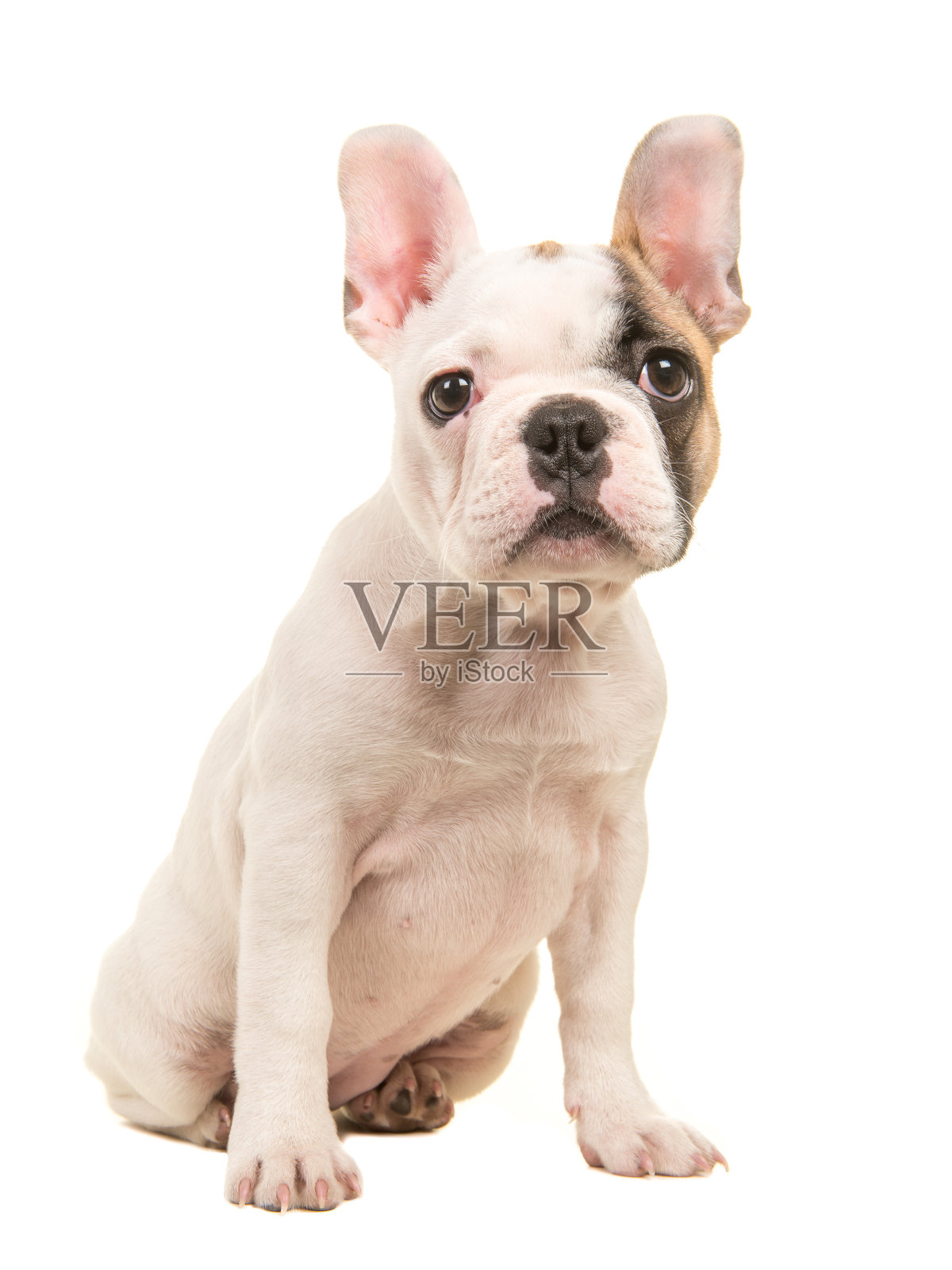 可爱的几乎白色的法国斗牛犬小狗坐在看着从侧面孤立的一个白色背景的摄像头照片摄影图片