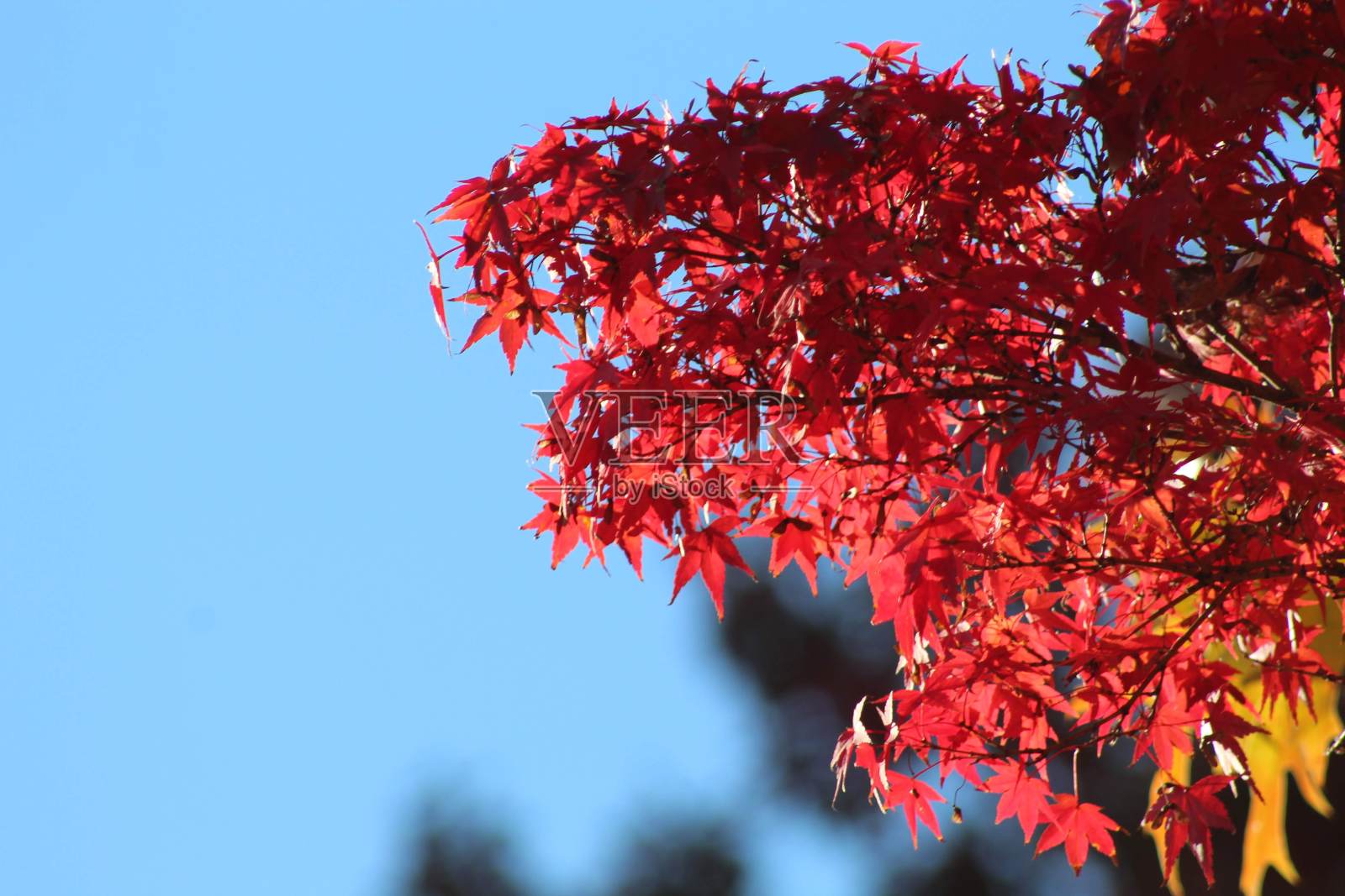 红色的秋天树叶照片摄影图片
