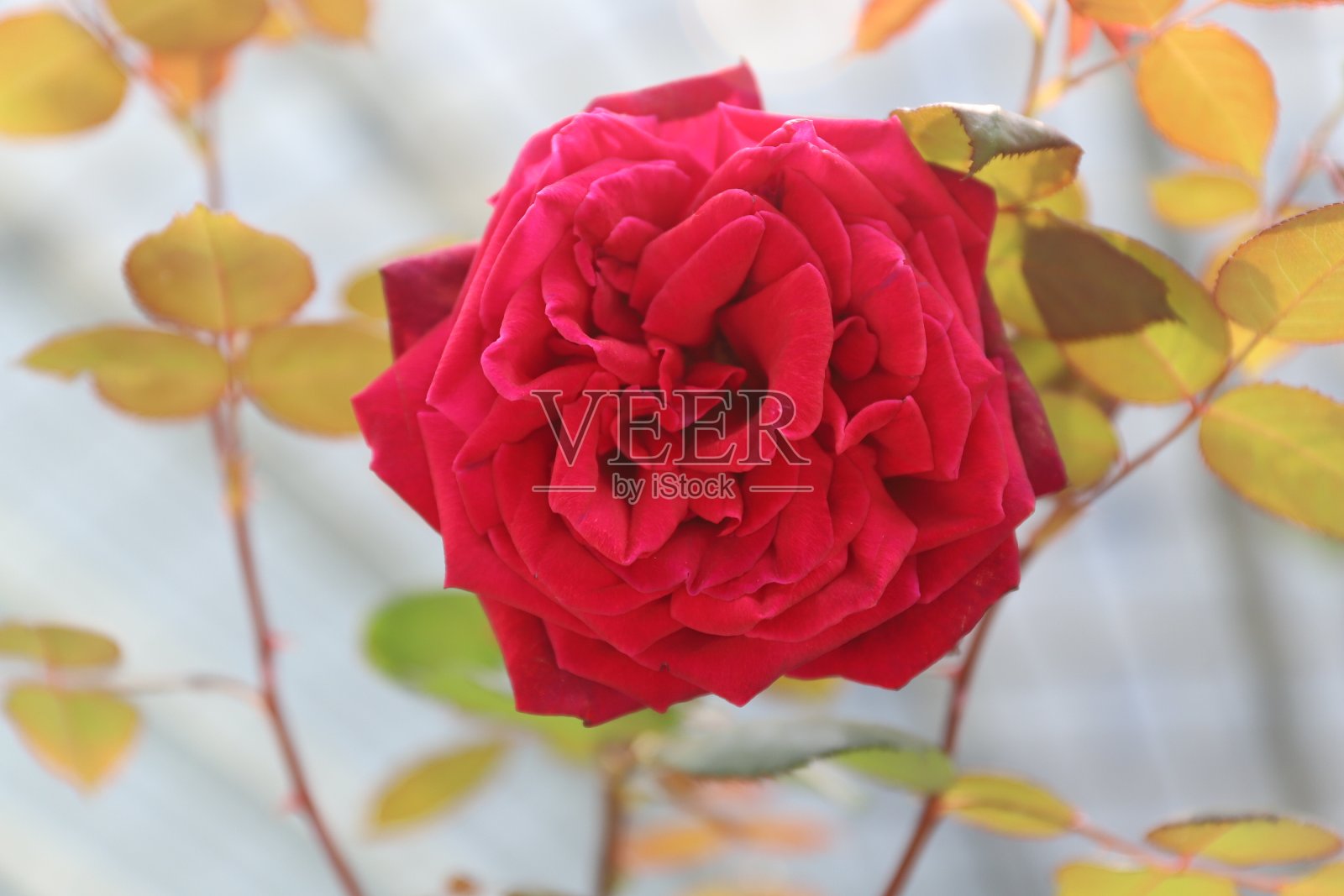 红玫瑰盛开照片摄影图片