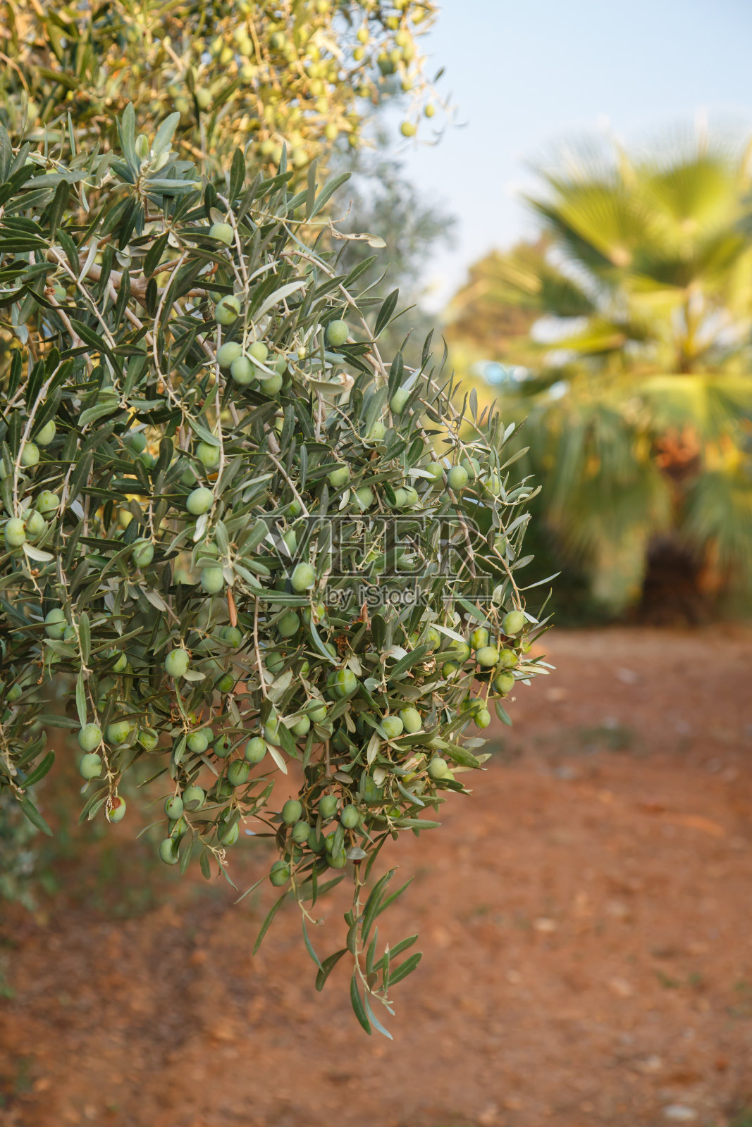 绿色的橄榄枝。地中海橄榄园。夏季橄榄农场。有机水果。新的收获。照片摄影图片